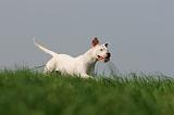 DOGUE ARGENTIN 361